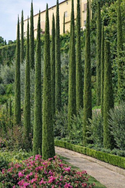 Cupressus sempervirens Totem використання